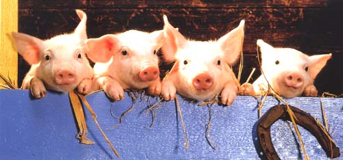 piglets Photo of piglets